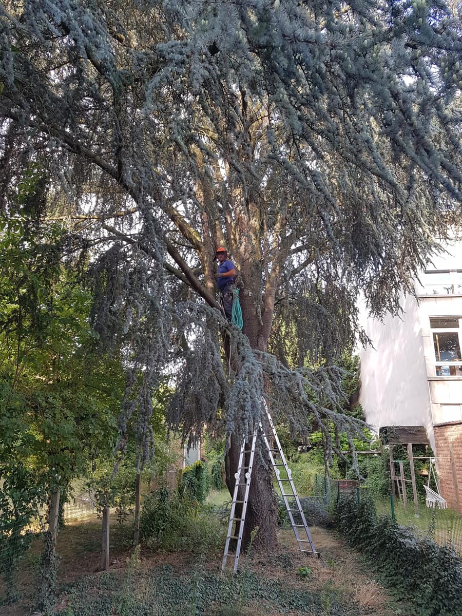 Boomverzorging op hoogte door een tuinman van EMR Tuinwerken