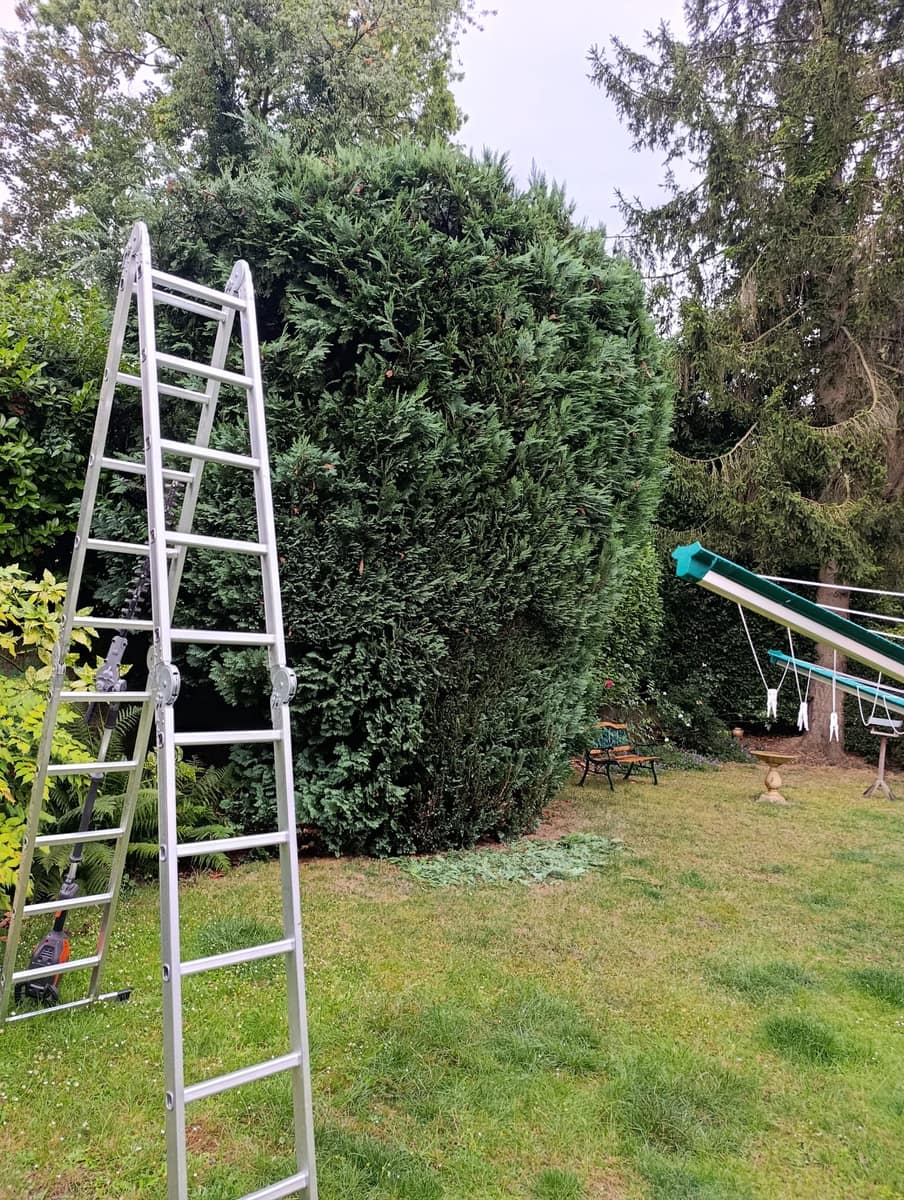 Onderhouden conifeer na snoeiwerk door EMR Tuinwerken