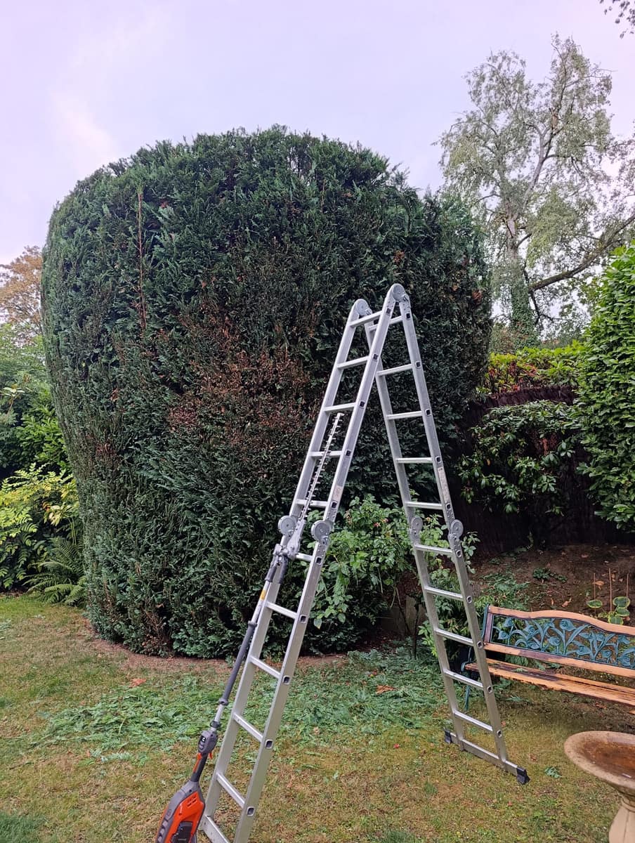 Snoeien van een hoge conifeer met ladder en heggenschaar door EMR Tuinwerken