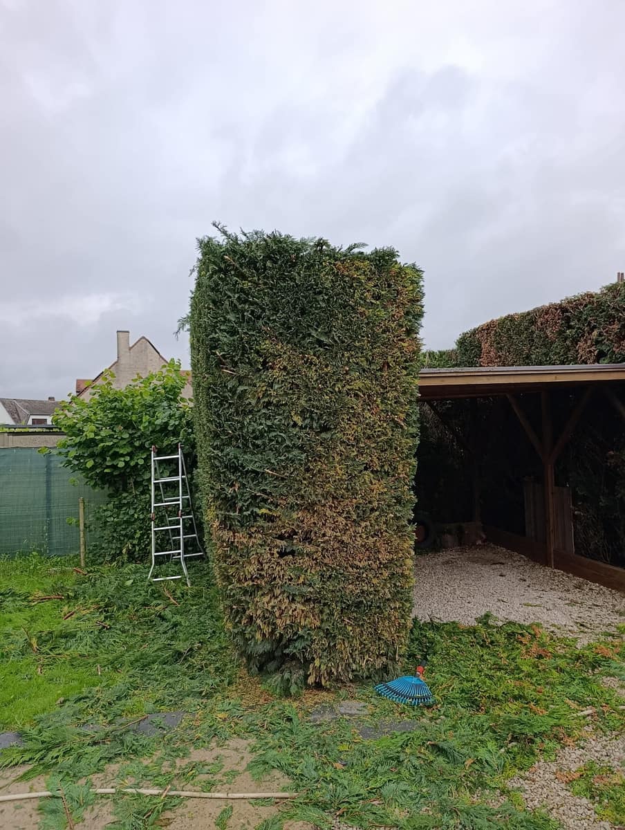Snoeien van een conifeerzuil bij een carport door EMR Tuinwerken