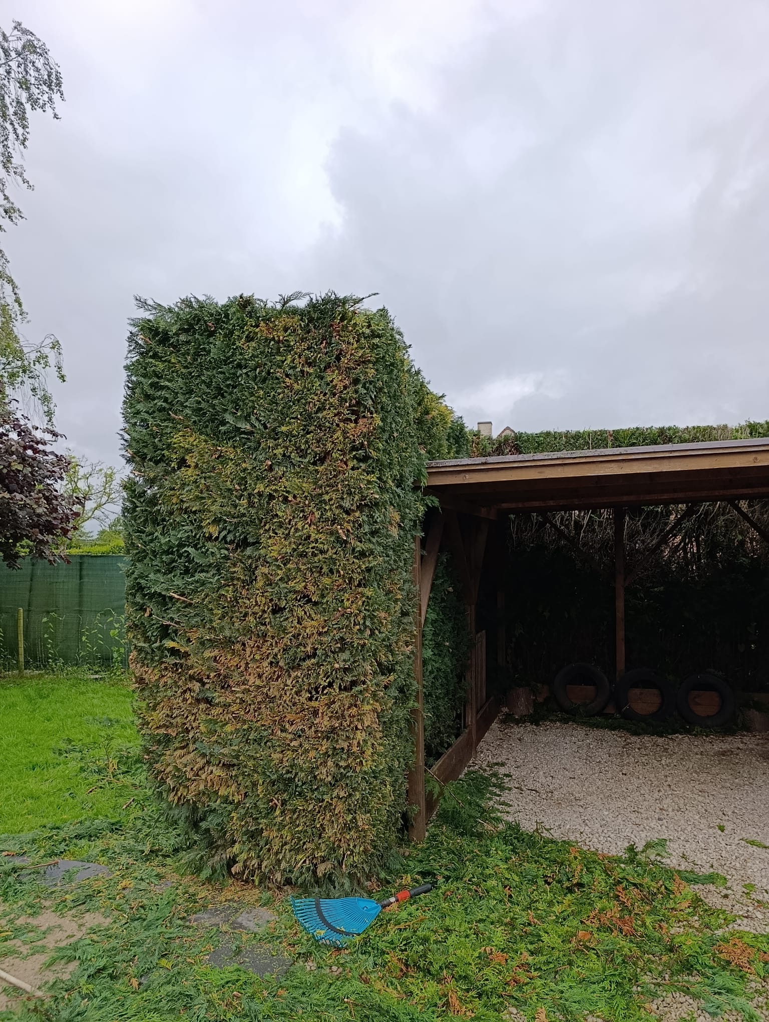 Gesnoeide coniferenhaag